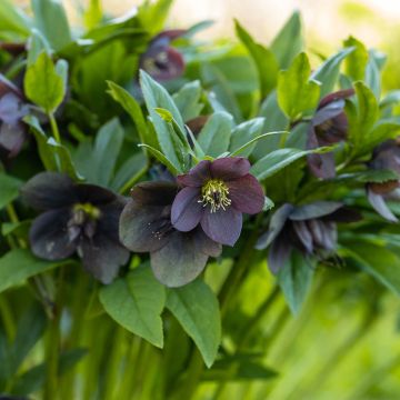 Helleborus orientalis Preta