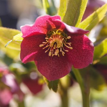Helleborus orientalis Vermelha