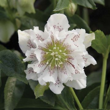 Helleborus orientalis Double White Spotted