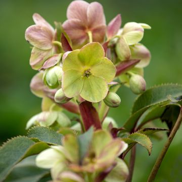 Helleborus sternii - Heléboro rosa