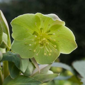 Helleborus sternii - Heléboro rosa