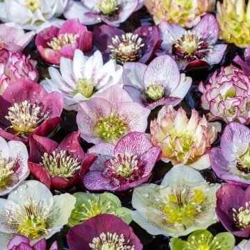 Helleborus orientalis em mistura - Rosa quaresmal