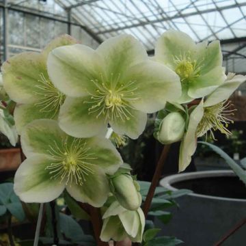 Helleborus nigercors Royal Sofia