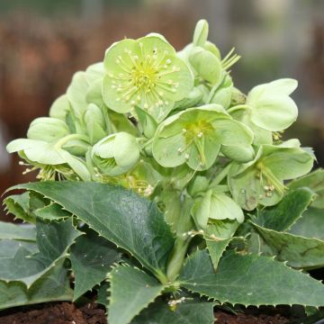 Helleborus argutifolius