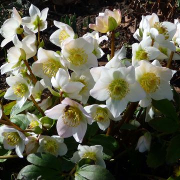 Helleborus niger - Rosa de natal branca