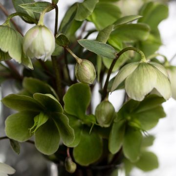 Helleborus thibetanus