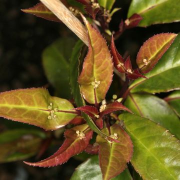 Helwingia chinensis macho