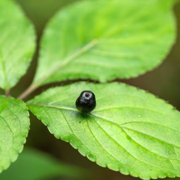 Helwingia japonica fêmea