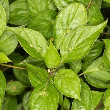 Helwingia japonica macho