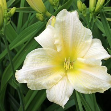Hemerocallis Agape Love