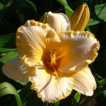 Hemerocallis Angelus Angel