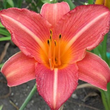Hemerocallis Art Festival