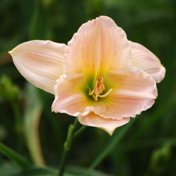 Hemerocallis Ava Michelle