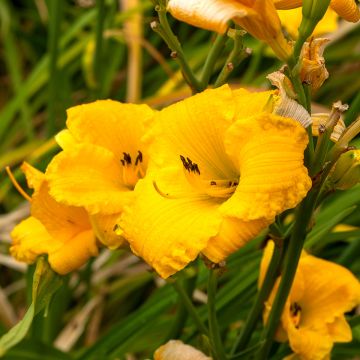 Hemerocallis Bakabana