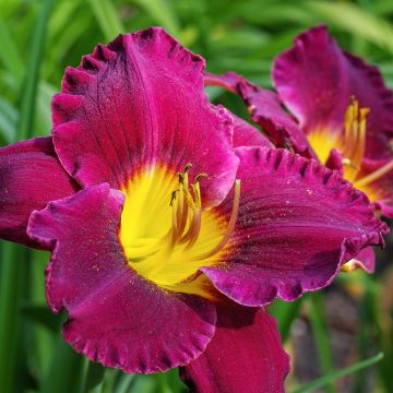 Hemerocallis Bela Lugosi