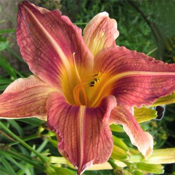Hemerocallis Bold Ruler