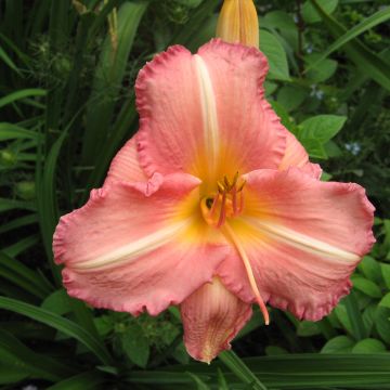 Hemerocallis Botticelli