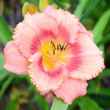 Hemerocallis Broadway Dreamer