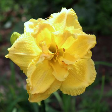 Hemerocallis Cabbage Flower