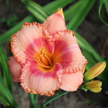 Hemerocallis Candide