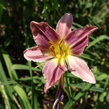 Hemerocallis Carmen Marie