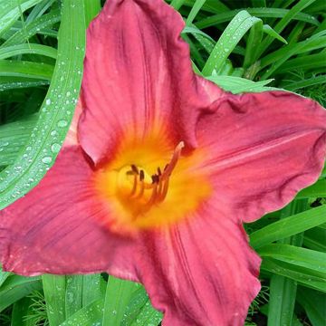 Hemerocallis Carnival Flair