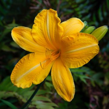 Hemerocallis Cartwheels Hemerocallis Cartwheels