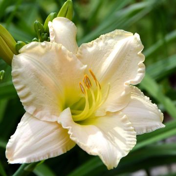 Hemerocallis Chateau Blanc