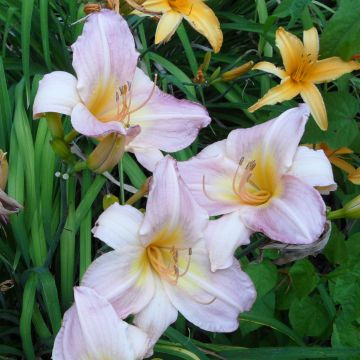 Hemerocallis Cloverdale