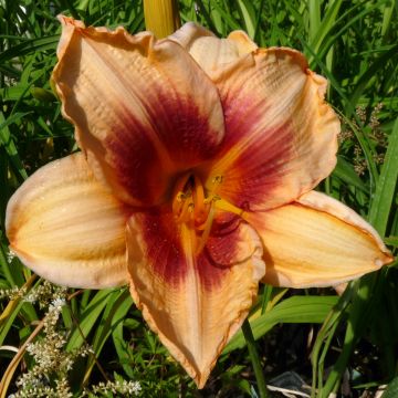 Hemerocallis Constance Eye