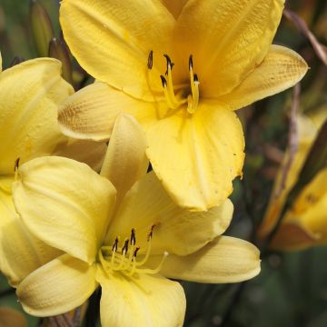 Hemerocallis Corky Hemerocallis Corky