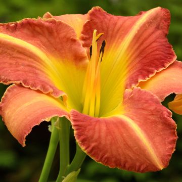 Hemerocallis Crackling Rosie