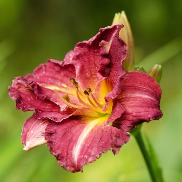 Hemerocallis Desdemona