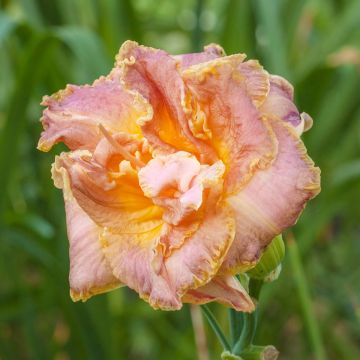Hemerocallis Double Pink Peony