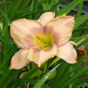 Hemerocallis Elegantissima
