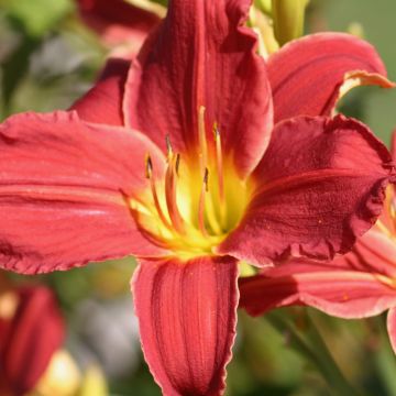 Hemerocallis Fabulous Favorite