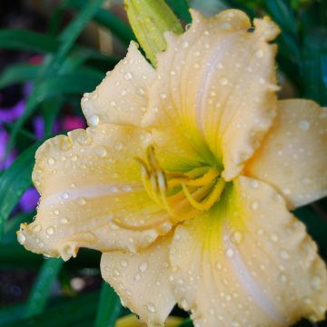 Hemerocallis Femme Osage