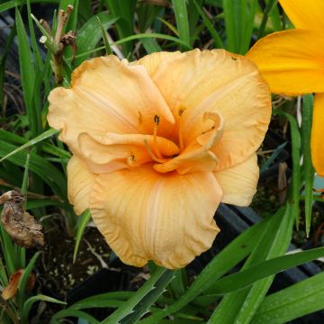 Hemerocallis Flower Pavilion