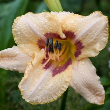 Hemerocallis Gay Cravat