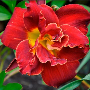 Hemerocallis Highland Lord