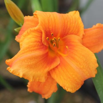 Hemerocallis Hot Wire