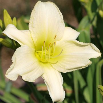 Hemerocallis Icily Light