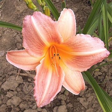 Hemerocallis Insenescence