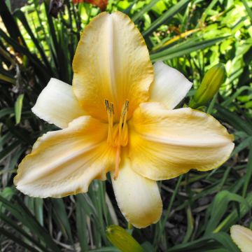 Hemerocallis Ivory Marble