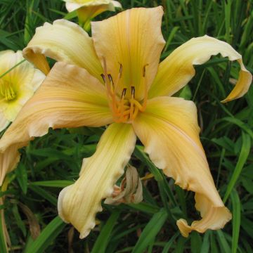 Hemerocallis Jan's Twister