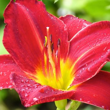Hemerocallis Jolly Hearts