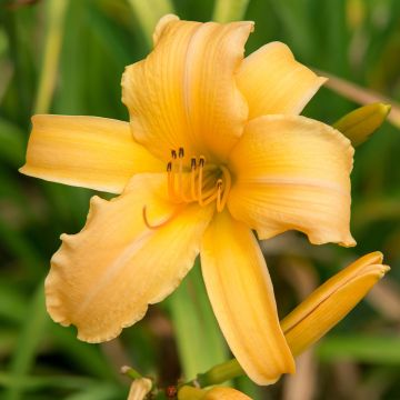 Hemerocallis Judge Orr