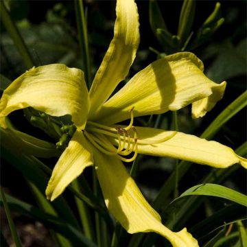 Hemerocallis Lady Fingers