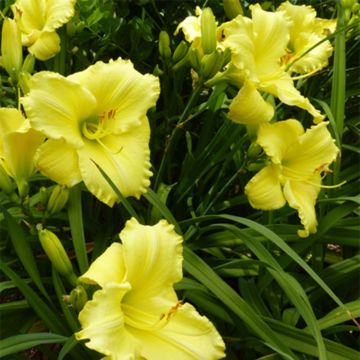 Hemerocallis Lemon Lyric