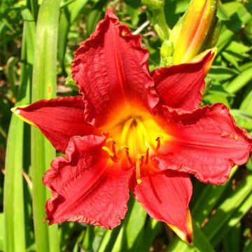 Hemerocallis Little Business